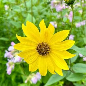 دانلود آهنگ  سروش پسره رو دیدی چقد خپله دستتو گاز گرفت فکر کرده زبله